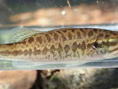 Micropterus henshalli
