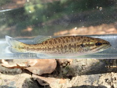 Micropterus henshalli