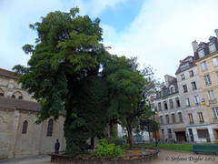 Robinia pseudoacacia