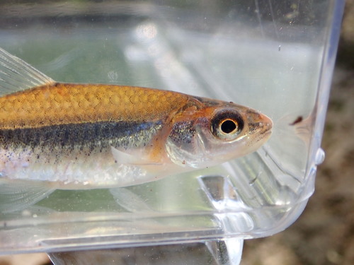 Rough shiner (Notropis baileyi) — Cyprinidae — 4