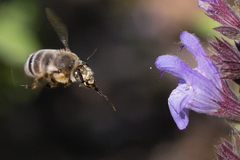 Anthophora fulvitarsis