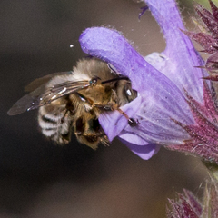 Anthophora fulvitarsis