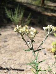 Pseudognaphalium macounii