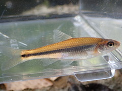 Notropis baileyi