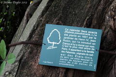 Robinia pseudoacacia