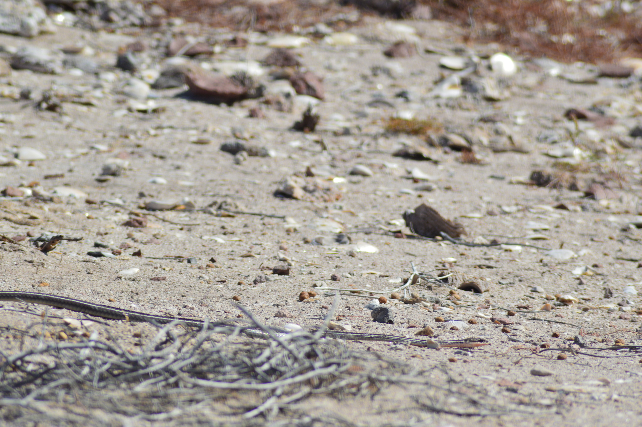 Baja California Striped Whip Snake photo 8