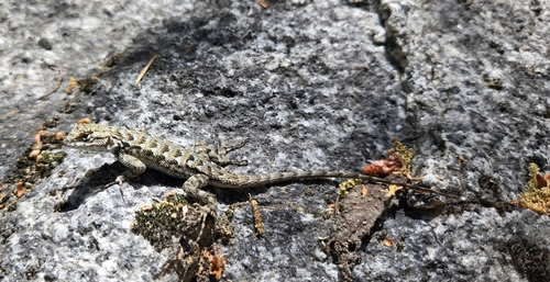 iNaturalist observation photo of Western Fence Lizard