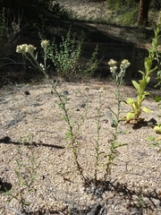 Pseudognaphalium macounii