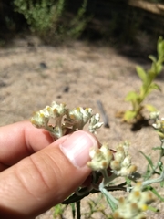 Pseudognaphalium macounii