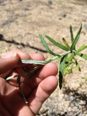 Pseudognaphalium macounii