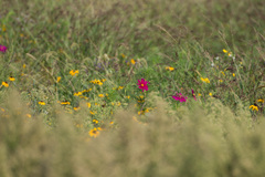 Cosmos bipinnatus