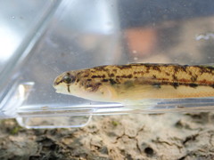 Etheostoma cyanoprosopum