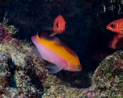 Nemanthias bicolor
