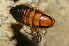 Theridion zantholabio