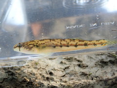 Etheostoma cyanoprosopum