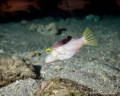 Canthigaster epilampra
