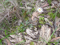 Allittia uliginosa