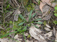 Allittia uliginosa