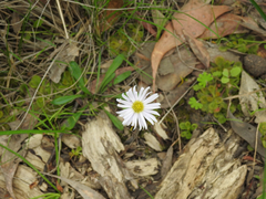 Allittia uliginosa