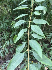 Forsythia × intermedia