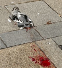 Columba livia domestica