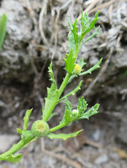 Centipeda aotearoana