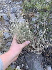 Eriogonum wrightii wrightii