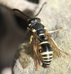 Stenodynerus anormis