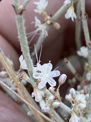Eriogonum wrightii wrightii