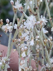 Eriogonum wrightii wrightii
