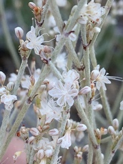 Eriogonum wrightii wrightii