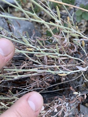 Eriogonum wrightii wrightii