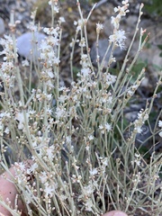 Eriogonum wrightii wrightii