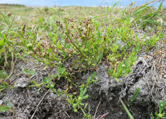 Centipeda aotearoana