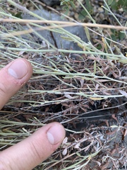 Eriogonum wrightii wrightii