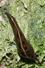 Australopacifica mariae