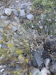 Eriogonum wrightii wrightii