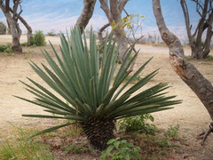 Agave rhodacantha