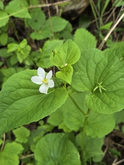 Shane Johnson, CC0, iNaturalist via GBIF Viola rugulosa, photograph Shane Johnson, CC0, iNaturalist via GBIF