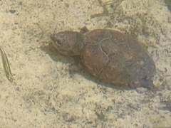 Sternotherus