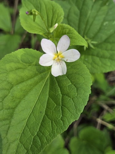 Viola rugulosa, photograph 3