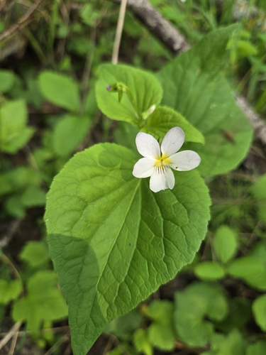 Viola rugulosa, photograph 4