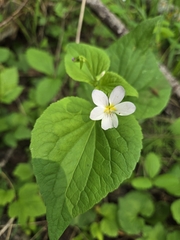 Shane Johnson, CC0, iNaturalist via GBIF Viola rugulosa, photograph Shane Johnson, CC0, iNaturalist via GBIF