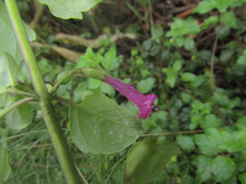 Clinopodium multiflorum, photograph 4