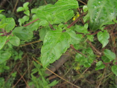 Clinopodium multiflorum, photograph (c) Bruno Avilez, some rights reserved (CC BY)