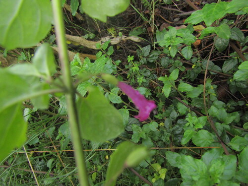 Clinopodium multiflorum, photograph 5