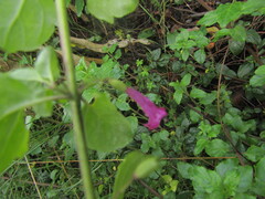 Clinopodium multiflorum, photograph (c) Bruno Avilez, some rights reserved (CC BY)