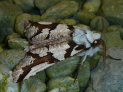 Declana egregia