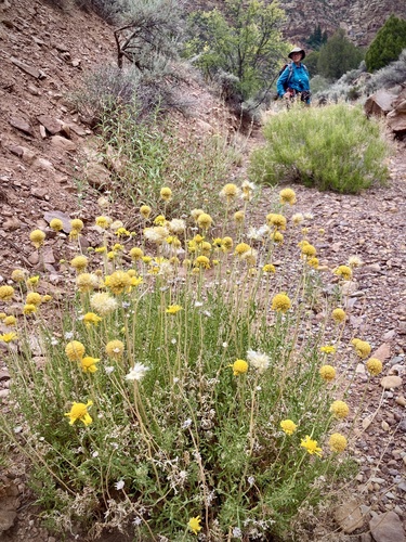 Yellow Blanketflower (Gaillardia flava)