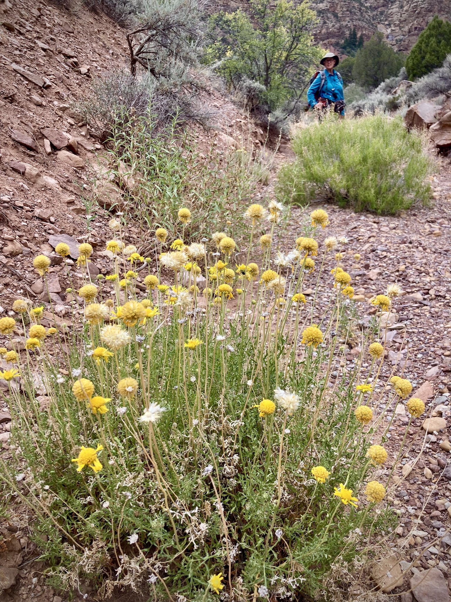 Gaillardia flava